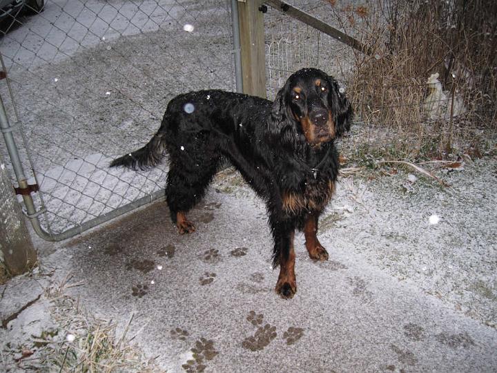 crgordons_054.jpg - Oliver at the front gate; the snow had just started falling at evening dusk. The large white spots in the photo are snowflakes reflecting the camera flash.